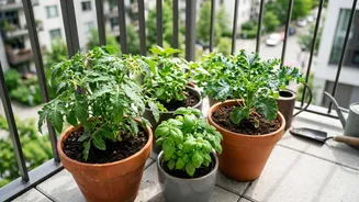 Why Organic Kitchen Waste Compost Prevents Nutrient Deficiencies In Potted Balcony Plants Effortlessly Today