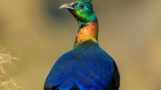 High-Altitude Birding Forms Part of Ladakh's New Safari Proposal