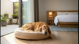 A Secure Ground-Floor Room Can Simplify Holidays With Older Pets