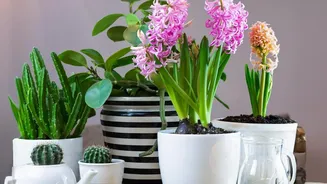 Indoor Gardening Tips For Healthy Plants Throughout The Monsoon Season