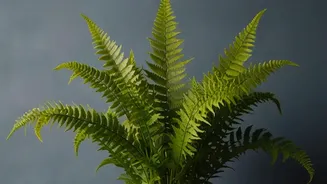 Ferns And Shade-Friendly Greenery: A Guide To Tropical Home Garden Plants
