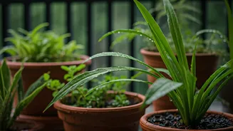 How To Keep Balcony Plants Alive This Monsoon