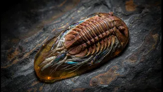 A 450-million-year-old Fossil Has Preserved Exceptionally Rare Soft Tissue, but People Still Need to Avoid Overreading One Exceptional Specimen