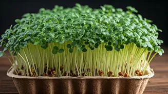 The Easiest Microgreen Idea Grow Stalks In Cardboard Trays
