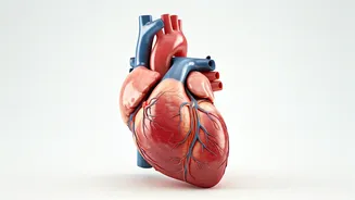Know Your Heart: Health, Risks, and Signs