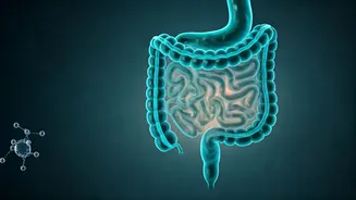 Gut Reset Procedure Offers Hope for Sustained Weight Loss Post-Ozempic
