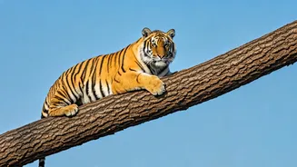 Ranthambore's Majestic Tiger: A Winter Sun Spectacle