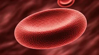 Cholesterol Chronicles: How Food Impacts Your Levels