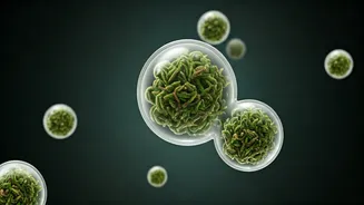 Unlocking Thyme's Potential: Nanodosing Revolution