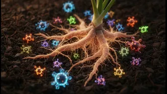 Microbial Science Could Support More Resilient Crops