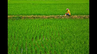 El Niño and Structural Challenges Threaten Indian Agriculture