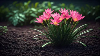 Rain Lilies Are The Season's Best Floral Trick
