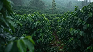 Coorg's Monsoon Vibe Is Green, Fresh And Cosy
