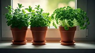 4 Low-Light Herbs That Thrive On Windowsills In Rainy Season