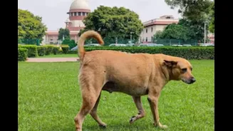 'Can't Ignore Dog Bite Incidents': SC Stands By Stray Dog Removal Order For Schools, Hospitals