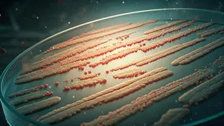 Why Gut Health Suddenly Matters More
