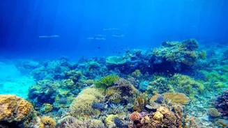 How Responsible Island Travel Rules Help Maintain Delicate Coral Reef Balances Across Lakshadweep