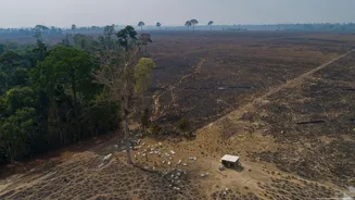 Estudo aponta greenwashing sistemático na indústria pecuária, inclusive a brasileira
