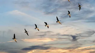 Why birds fly lower during seasonal shifts