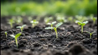 A Smarter Way to Read Bengaluru's Rain-Fed Planting Window without Missing Context
