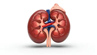 Improve Kidney Health With 5 Lifestyle Changes