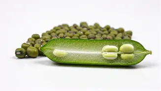 Unlocking Digestive Health: 5 Benefits of Whole Green Moong