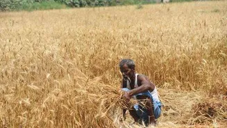 Monsoon shortfall and strong El Nino risk India's rabi sowing