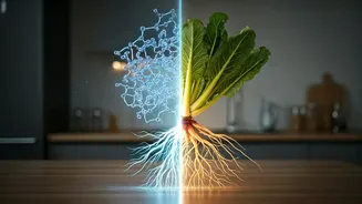Protein Hype Finally Has Fibre Competition