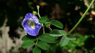 Grow Maa Durga’s Favourite Aparajita Flowers Right in Your Balcony