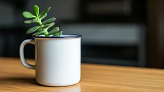 Propagate Low-Maintenance Jade Clippings In Old Office Mugs Easily