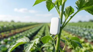 Low-Cost AI Sensors Assist Maharashtra Farmers In Preventing Crop Losses From Disease