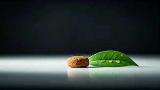 Monsoon Pet Care Starts With Better Food Planning