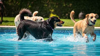 Society Dog Splash Parties Are Booking Out This June