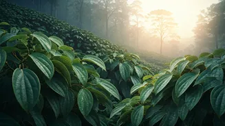 Escape To Misty Chikmagalur Spice Plantations For Ultimate Romance