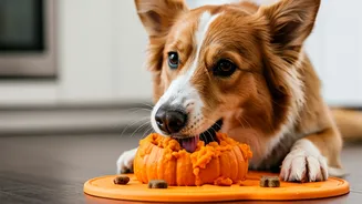 How To Make Pumpkin Puree Enrichment Toys For Dogs
