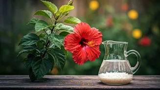 Give Hibiscus Plants Natural Nutrients Using Leftover Diluted Rice Water