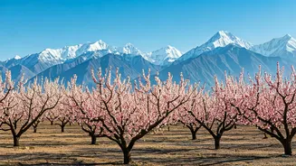 Ladakh's Apricot Blossoms: India's Secret Spring Spectacle