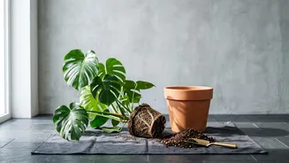 How First-Time Plant Parents Can Repot Indoor Houseplants Safely Using Simple Gardening Hacks