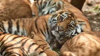Union Budget 2026: India to Host First Ever Global Big Cat Summit With Heads of 95 Countries - What is It
