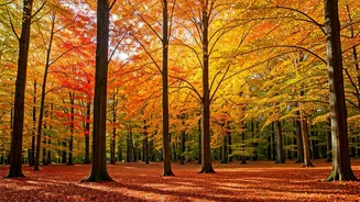Autumn Adventures: Leaf-Peeping Destinations Around the World
