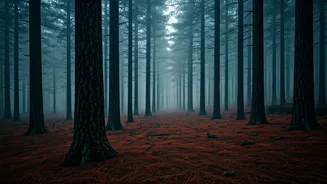 Take Misty Midnight Walks Through Silent Kodaikanal Pine Forests
