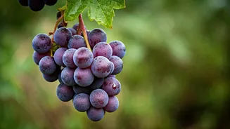 Unlock Nature's Bounty: 5 Remarkable Health Benefits of African Wild Grapes
