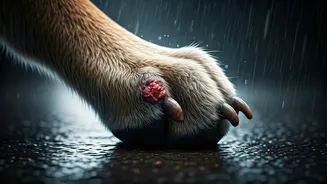 Why Humid Environments Accelerate Monsoon Paw Pododermatitis Spread In Canines