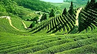 Ditch The Summer Heat! Darjeeling To Kashmir, Cool Places To Visit In India