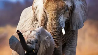 Why India's safari options range from tiger reserves to leopard and elephant landscapes