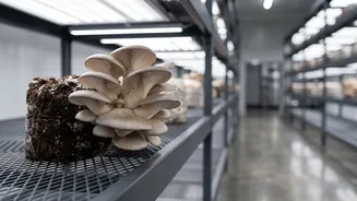 How Circular Mycology Tech Powers High-Density Mushroom Micro-Factories