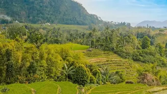 The New Cross-Country Rice Survey: Reading Price Outlook Comparisons More Carefully
