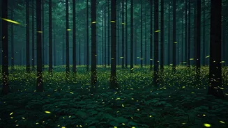 Maharashtra Forests Sold Out This Weekend For Magical Firefly Festivals