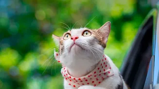 Why Balcony Safety and Open Windows Matter When Travelling With Pets