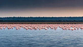 Mumbai's Pink Visitors Arrive Late: Flamingo Flock Returns to MMR Amidst Environmental Concerns